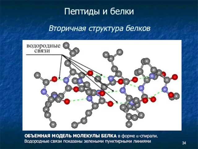 Пептиды и белки Вторичная структура белков ОБЪЕМНАЯ МОДЕЛЬ МОЛЕКУЛЫ БЕЛКА в форме