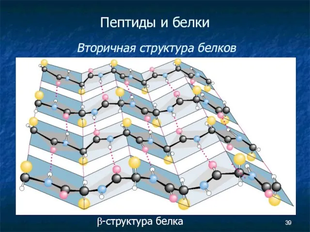 Пептиды и белки Вторичная структура белков β-структура белка