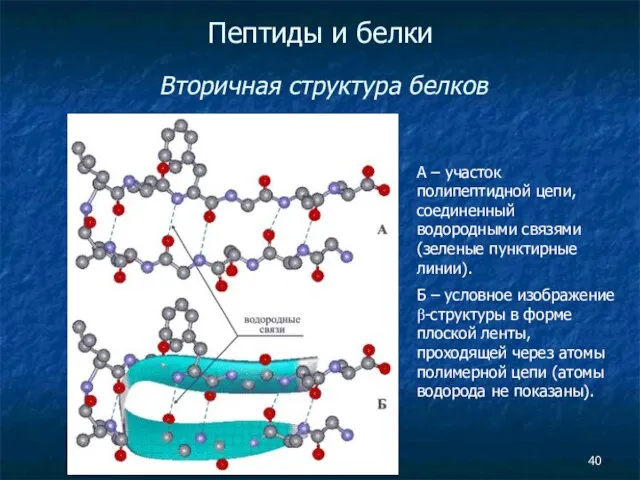 Пептиды и белки Вторичная структура белков А – участок полипептидной цепи, соединенный