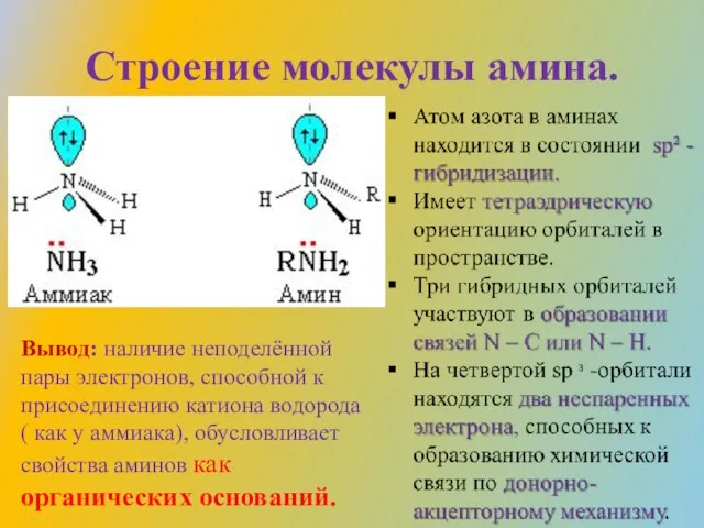 Строение молекулы амина. Вывод: наличие неподелённой пары электронов, способной к присоединению катиона