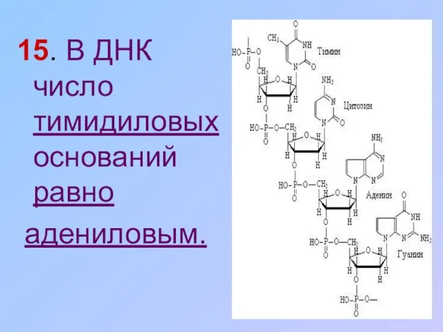 15. В ДНК число тимидиловых оснований равно адениловым.