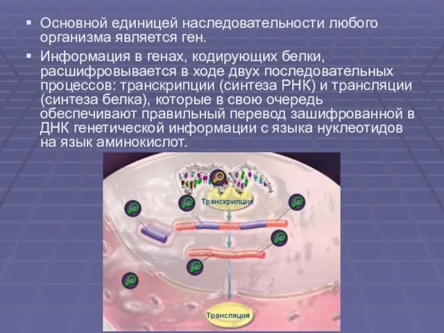 Основной единицей наследовательности любого организма является ген. Информация в генах, кодирующих белки,