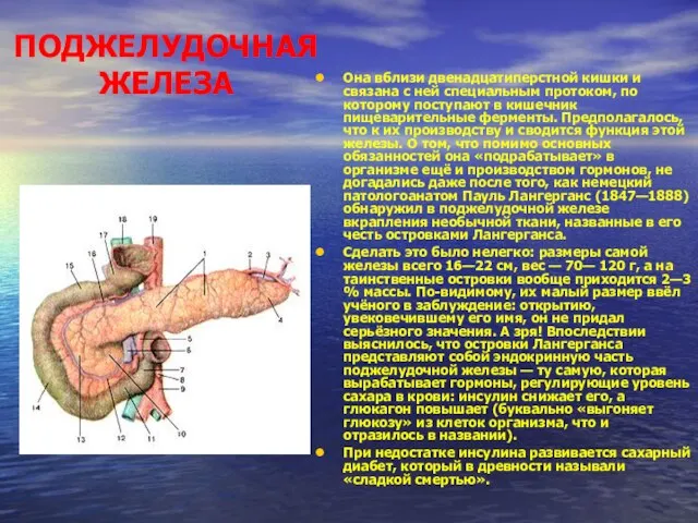 ПОДЖЕЛУДОЧНАЯ ЖЕЛЕЗА Она вблизи двенадцатиперстной кишки и связана с ней специальным протоком,