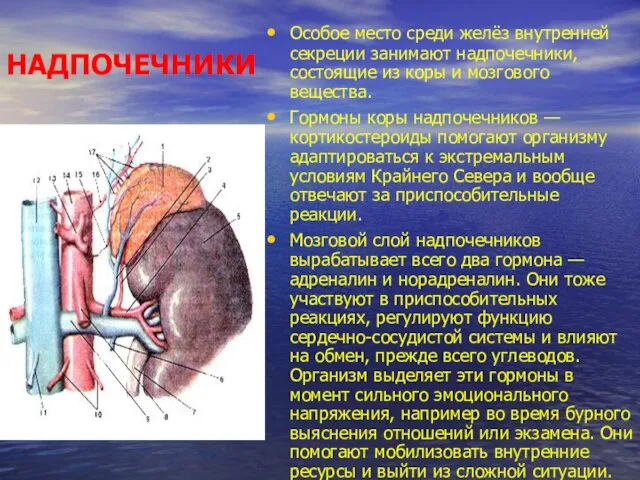 НАДПОЧЕЧНИКИ Особое место среди желёз внут­ренней секреции занимают надпочечники, состоящие из коры