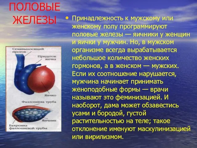 ПОЛОВЫЕ ЖЕЛЕЗЫ Принадлежность к мужскому или женскому полу программируют половые железы —