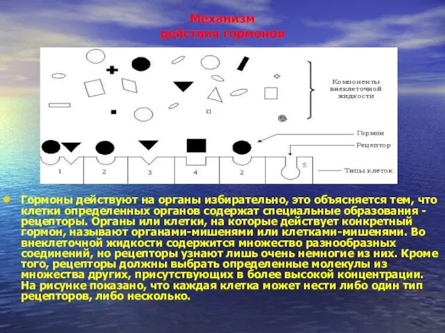 Механизм действия гормонов Гормоны действуют на органы избирательно, это объясняется тем, что