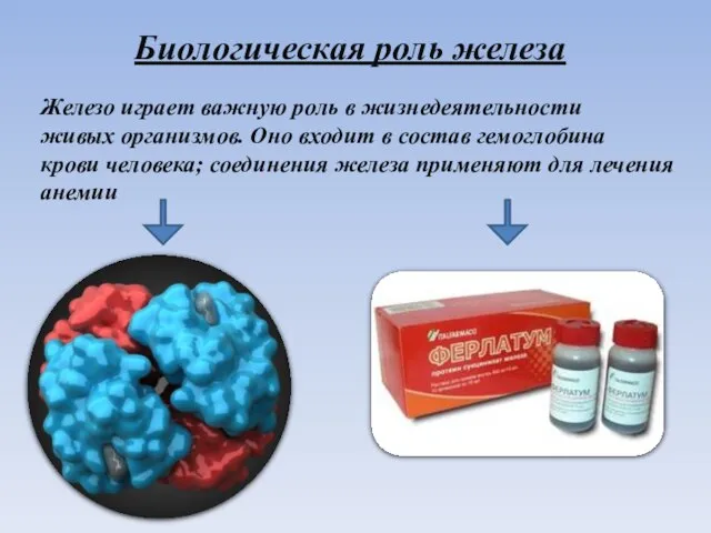 Биологическая роль железа Железо играет важную роль в жизнедеятельности живых организмов. Оно