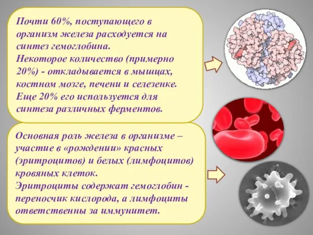 Основная роль железа в организме – участие в «рождении» красных (эритроцитов) и