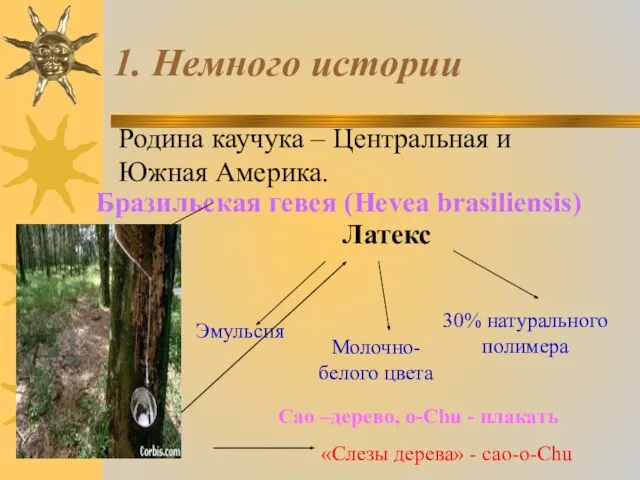 1. Немного истории Родина каучука – Центральная и Южная Америка. Бразильская гевея