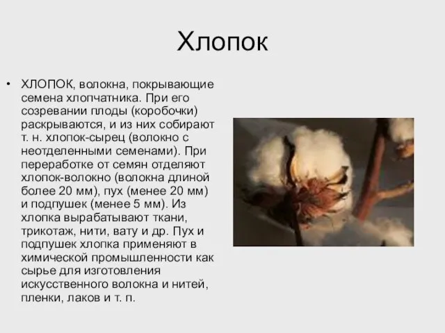 Хлопок ХЛОПОК, волокна, покрывающие семена хлопчатника. При его созревании плоды (коробочки) раскрываются,