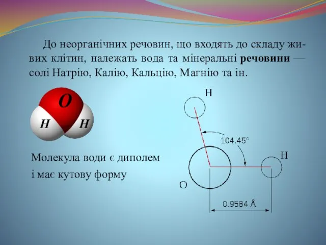 До неорганічних речовин, що входять до складу жи-вих клітин, належать вода та