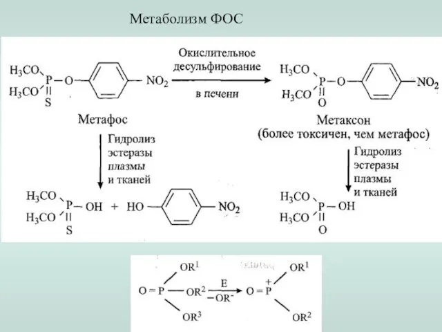 Метаболизм ФОС