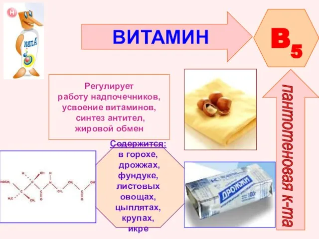 ВИТАМИН B5 пантотеновая к-та Регулирует работу надпочечников, усвоение витаминов, синтез антител, жировой