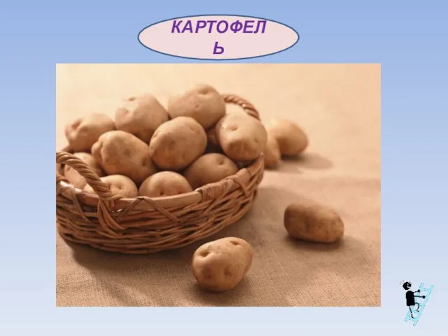 КАРТОФЕЛЬ