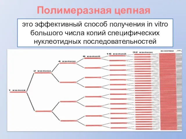 Полимеразная цепная реакция это эффективный способ получения in vitro большого числа копий специфических нуклеотидных последовательностей