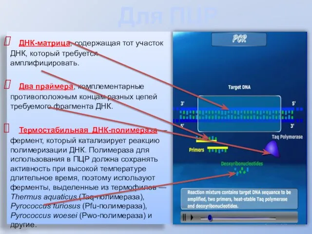 Для ПЦР необходимы: ДНК-матрица, содержащая тот участок ДНК, который требуется амплифицировать. Два