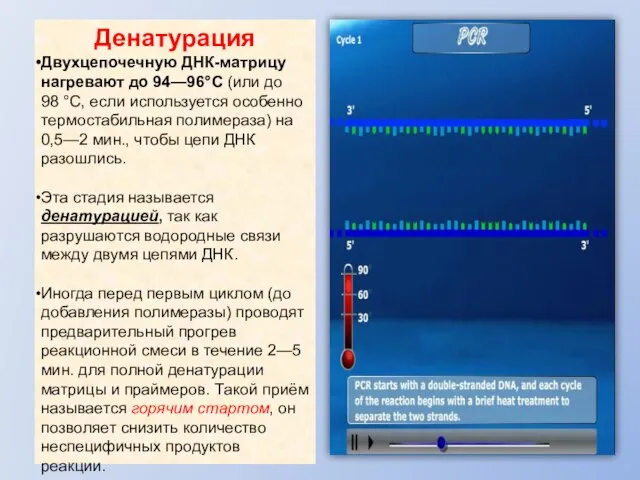 Денатурация Двухцепочечную ДНК-матрицу нагревают до 94—96°C (или до 98 °C, если используется