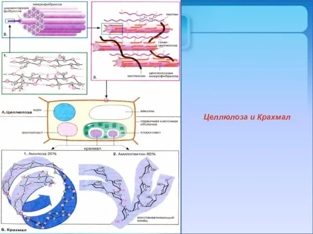 Целлюлоза и Крахмал