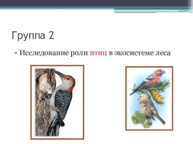 Группа 2 Исследование роли птиц в экосистеме леса