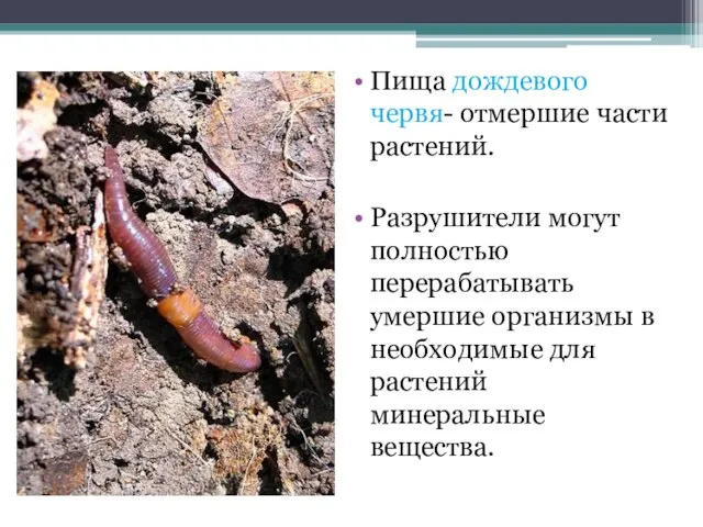 Пища дождевого червя- отмершие части растений. Разрушители могут полностью перерабатывать умершие организмы