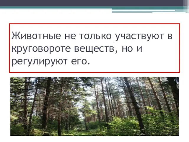 Животные не только участвуют в круговороте веществ, но и регулируют его.