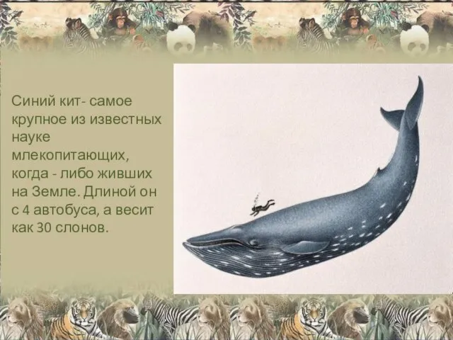 Синий кит- самое крупное из известных науке млекопитающих, когда - либо живших