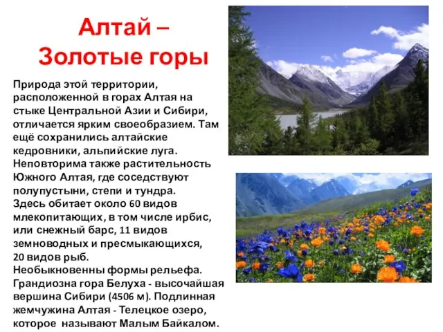 Алтай – Золотые горы Природа этой территории, расположенной в горах Алтая на