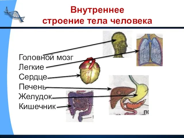 Внутреннее строение тела человека Головной мозг Легкие Сердце Печень Желудок Кишечник