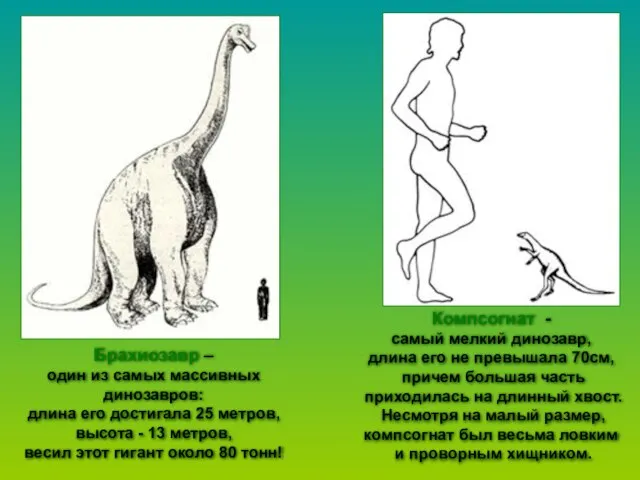 Брахиозавр – один из самых массивных динозавров: длина его достигала 25 метров,