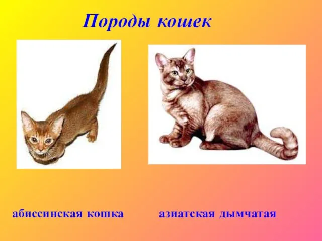 Породы кошек абиссинская кошка азиатская дымчатая