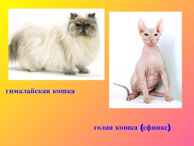 гималайская кошка голая кошка (сфинкс)