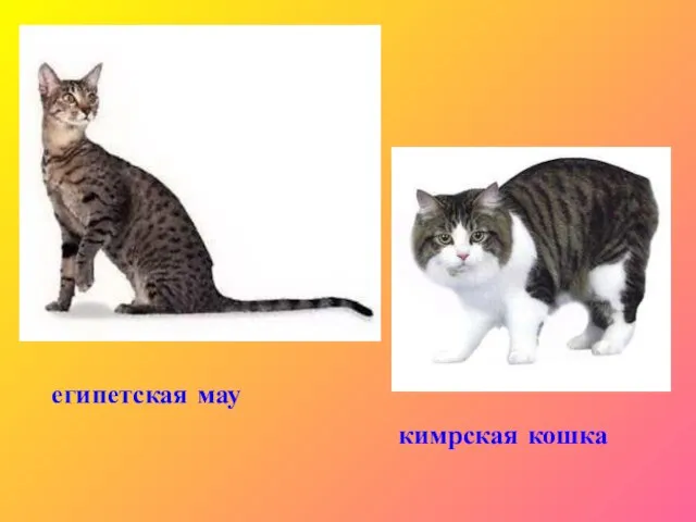 египетская мау кимрская кошка