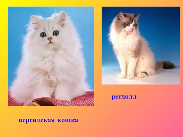персидская кошка регдолл