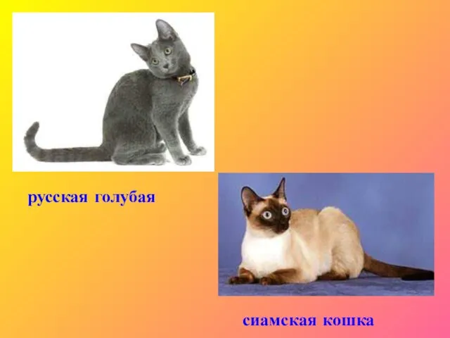 русская голубая сиамская кошка
