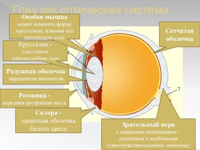 Глаз как оптическая система Склера - защитная оболочка белого цвета Роговица -