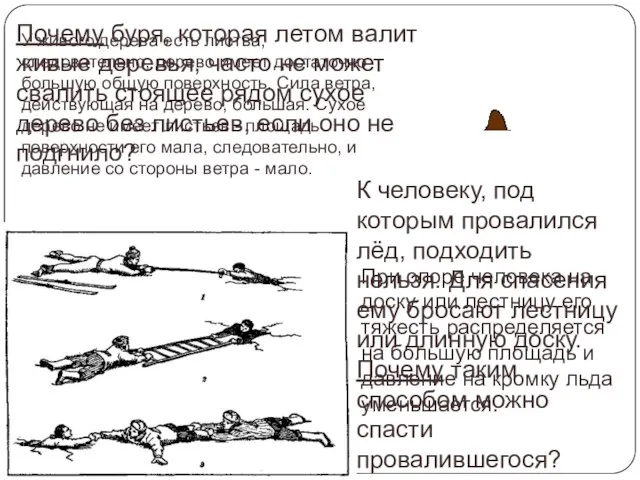 Почему буря, которая летом валит живые деревья, часто не может свалить стоящее