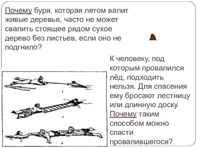 Почему буря, которая летом валит живые деревья, часто не может свалить стоящее