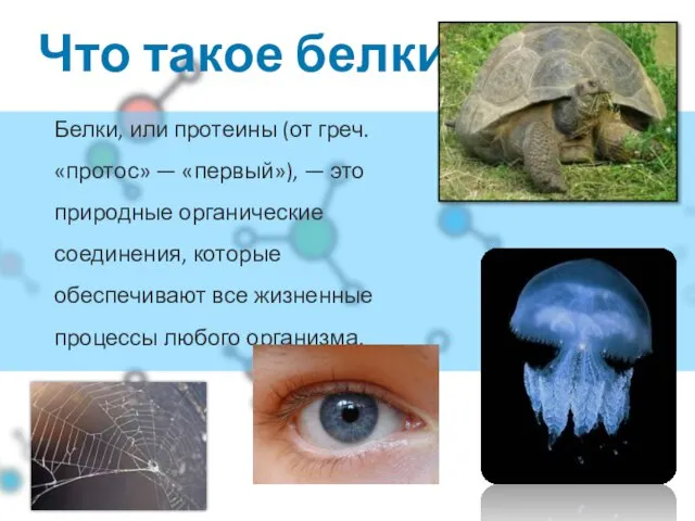 02 Что такое белки? Белки, или протеины (от греч. «протос» — «первый»),