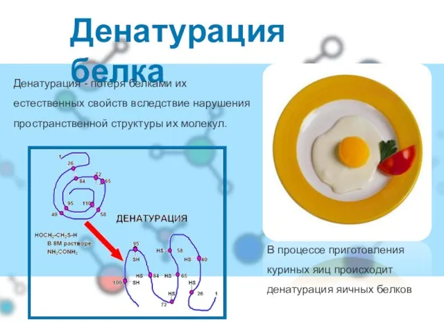 Денатурация белка В процессе приготовления куриных яиц происходит денатурация яичных белков Денатурация