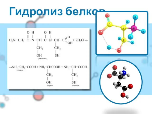 Гидролиз белков