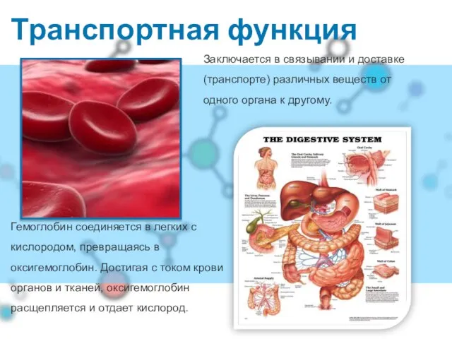 Транспортная функция Гемоглобин соединяется в легких с кислородом, превращаясь в оксигемоглобин. Достигая