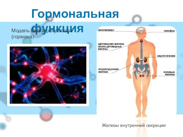 Гормональная функция Железы внутренней секреции Модель белка-регулятора (гормона)