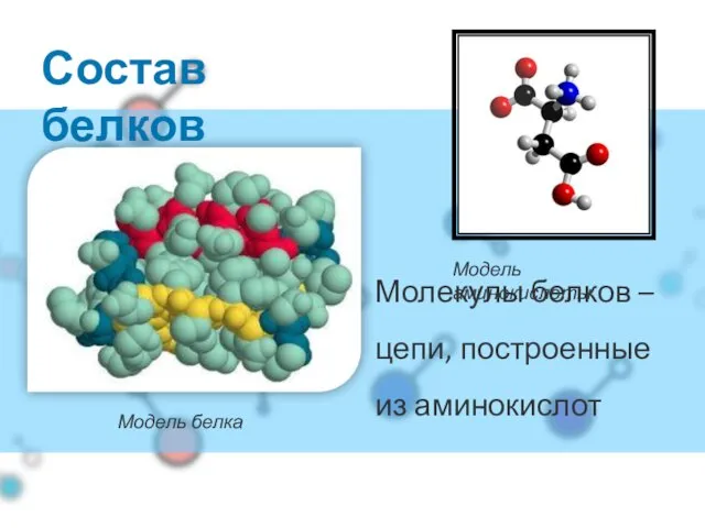 Молекулы белков – цепи, построенные из аминокислот Состав белков Модель белка Модель аминокислоты