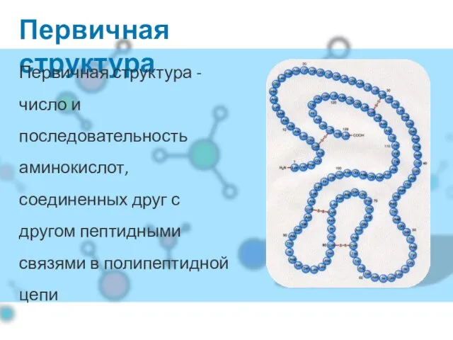 Первичная структура Первичная структура - число и последовательность аминокислот, соединенных друг с