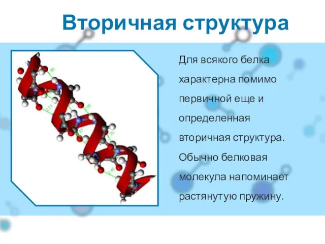 Вторичная структура Для всякого белка характерна помимо первичной еще и определенная вторичная