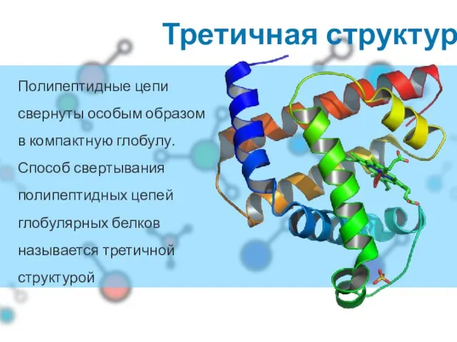 Третичная структура Полипептидные цепи свернуты особым образом в компактную глобулу. Способ свертывания