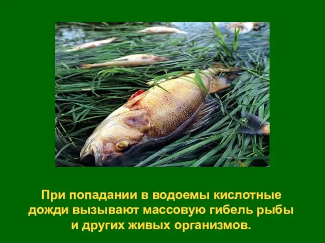 При попадании в водоемы кислотные дожди вызывают массовую гибель рыбы и других живых организмов.