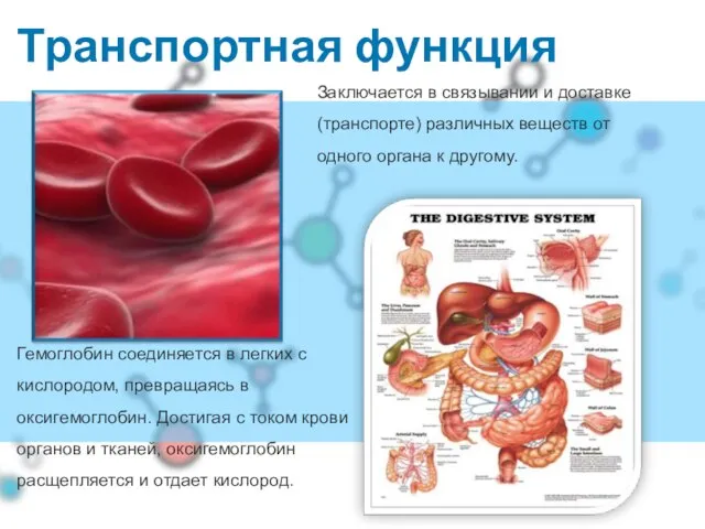 Транспортная функция Гемоглобин соединяется в легких с кислородом, превращаясь в оксигемоглобин. Достигая