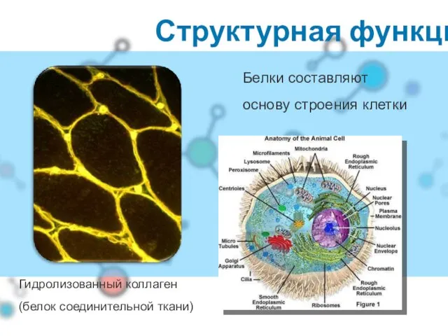 Структурная функция Белки составляют основу строения клетки Гидролизованный коллаген (белок соединительной ткани)