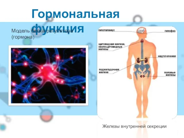 Гормональная функция Железы внутренней секреции Модель белка-регулятора (гормона)